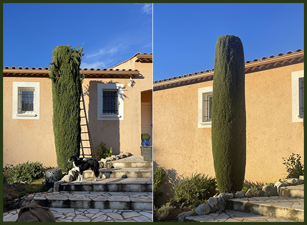 taille des cyprès chandelle