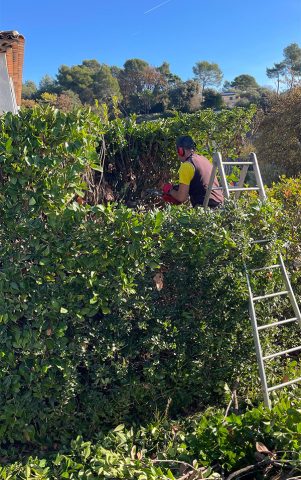taille de haies par un jardinier