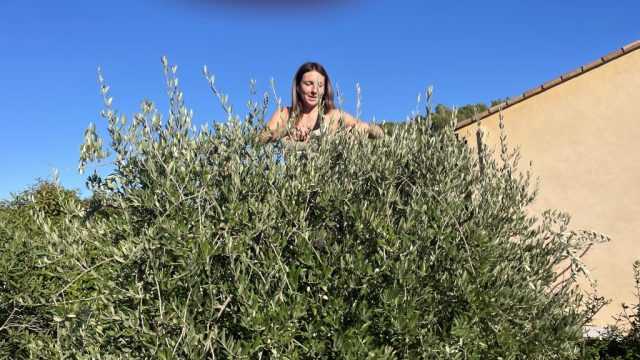 Taille d'olivier Lilou