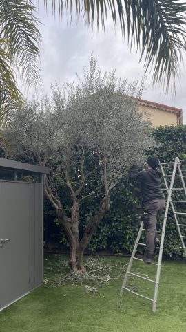 Taille d'olivier Lilou