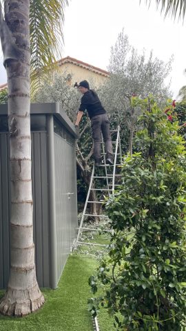 Taille d'olivier Lilou