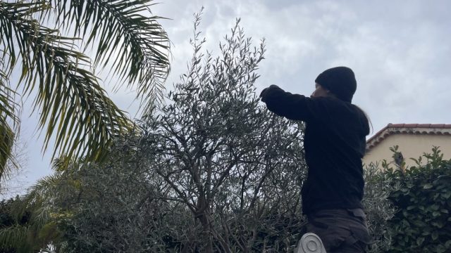 Taille d'olivier Lilou