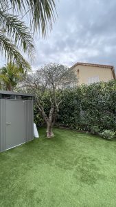 Taille ornemental d'olivier