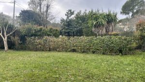 Haie de photinias1
