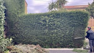 Haie Saint Laurent Du Var